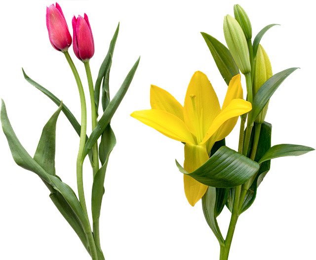 tulip-6873327_640