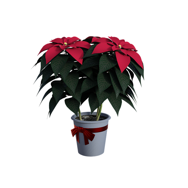 poinsettias-4627040_640
